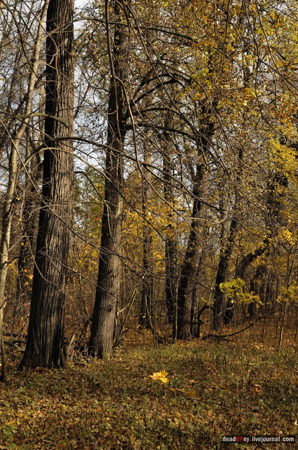 усадьба Образцово