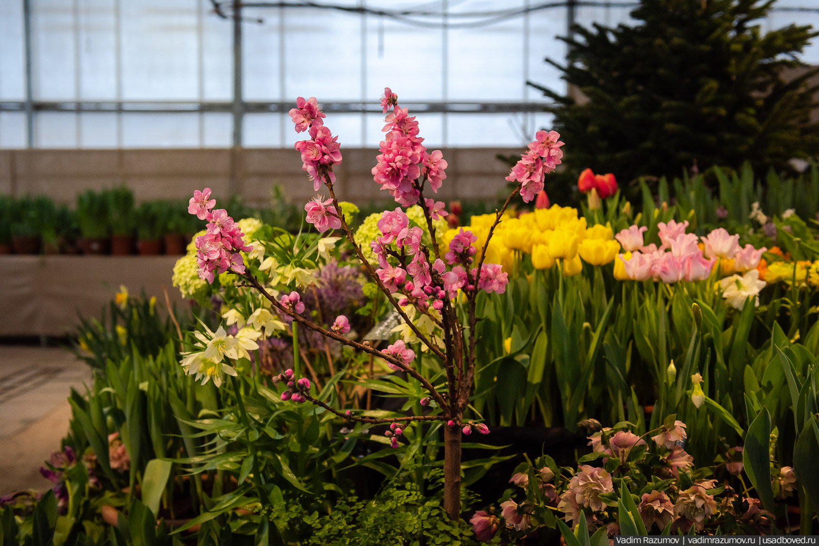 Аптекарский огород, Репетиция весны 2021, цветы, 8 Марта