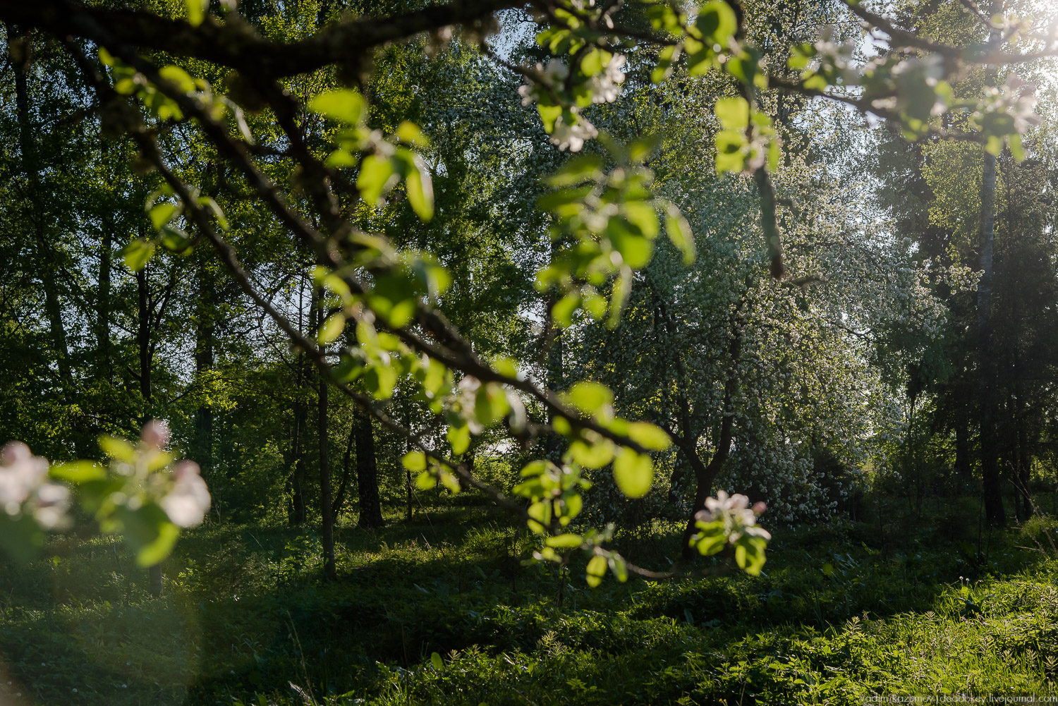 усадьба Воронино