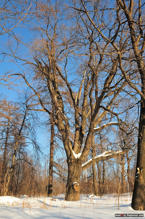 усадьба Архангельское-Тюриково