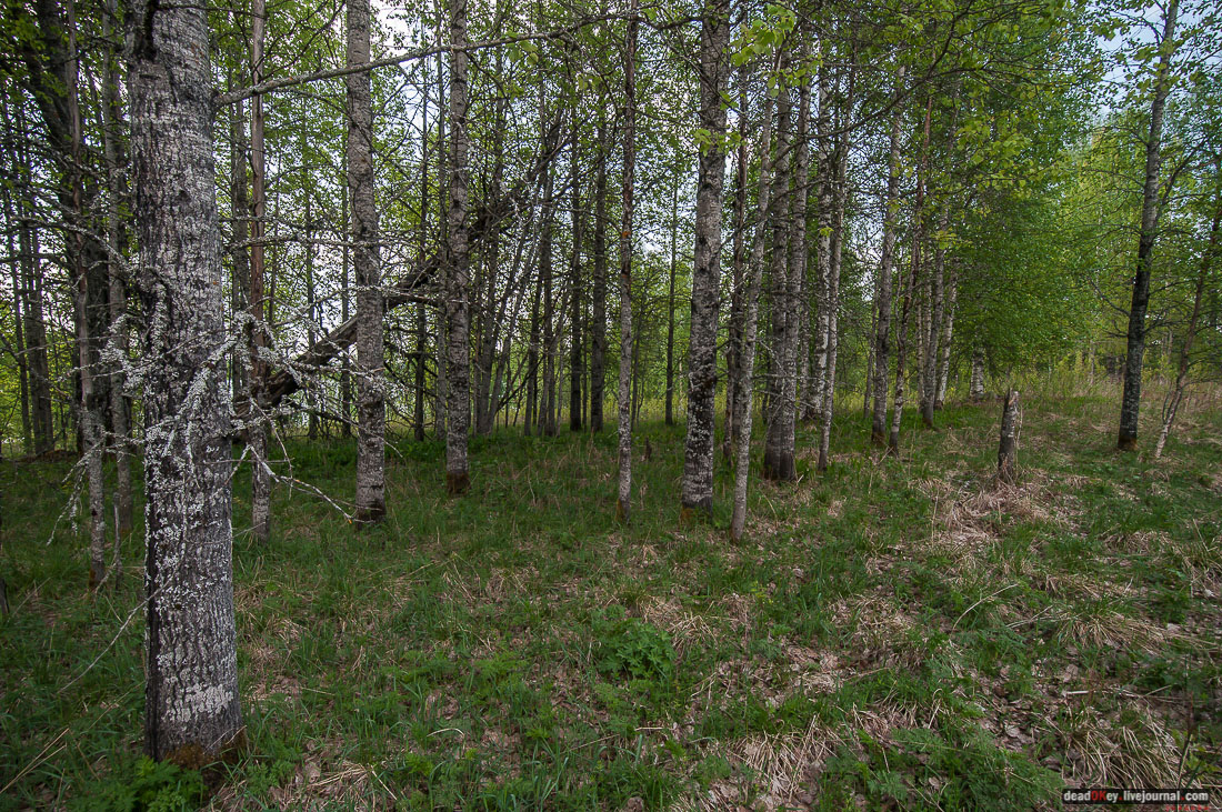 заброшенная деревня Сяпчозеро, Карелия, Кондопожский район