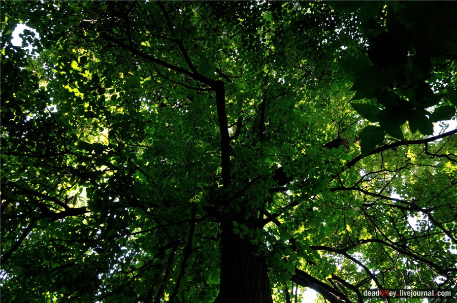 усадьба Образцово