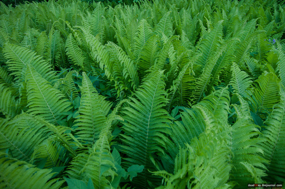 Пейзажный парк в усадьбе Гребнево