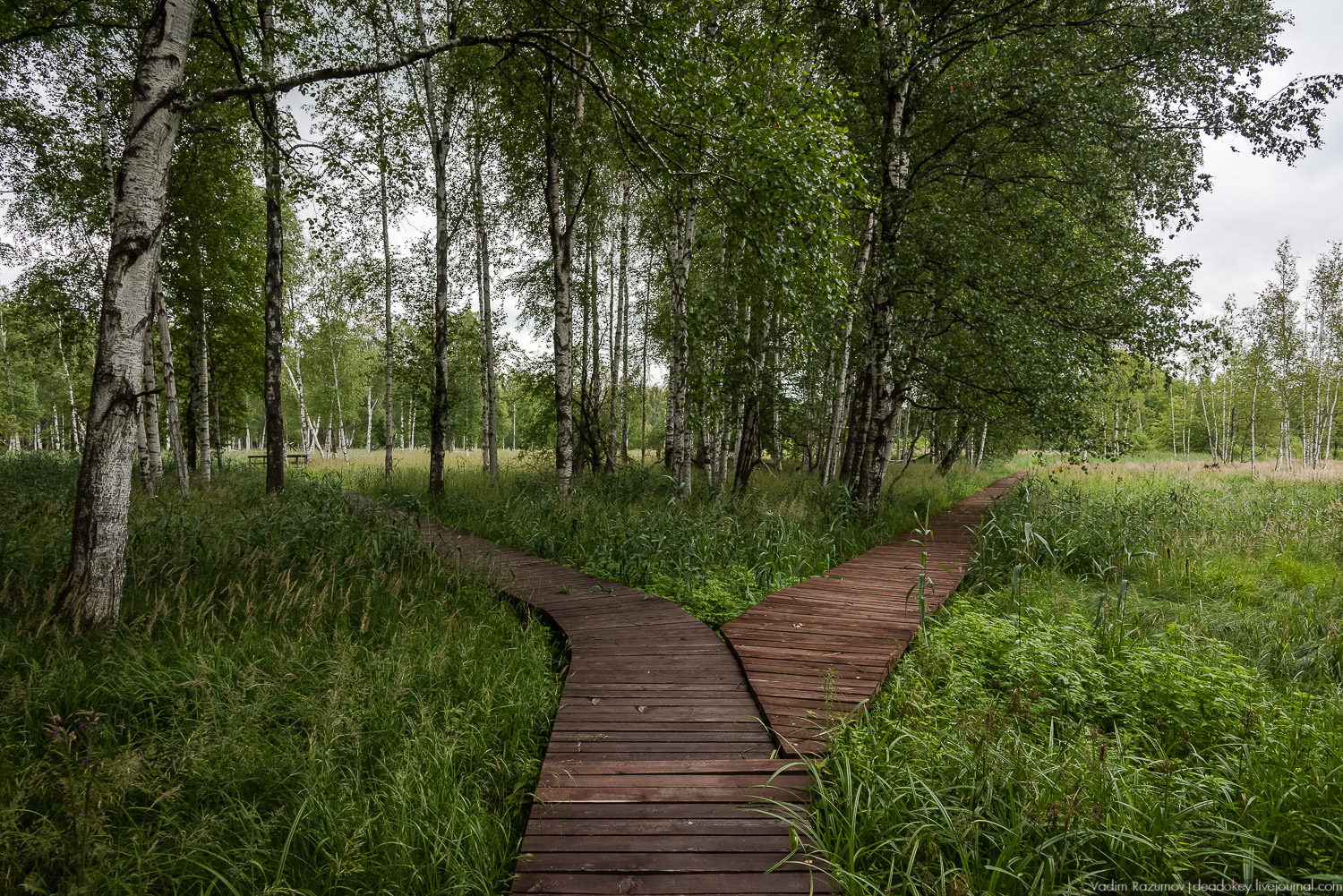 Лосиный остров