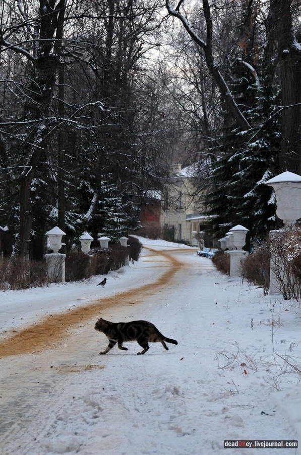 усадьба Быково