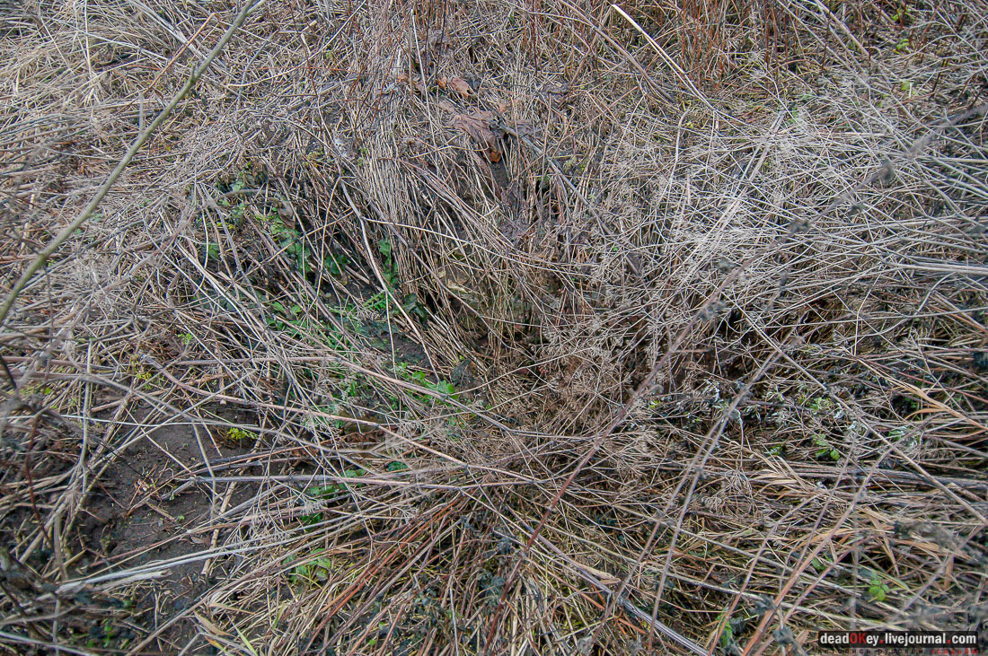 Усадьба Ляхово, съемки на НТВ-Сегодня