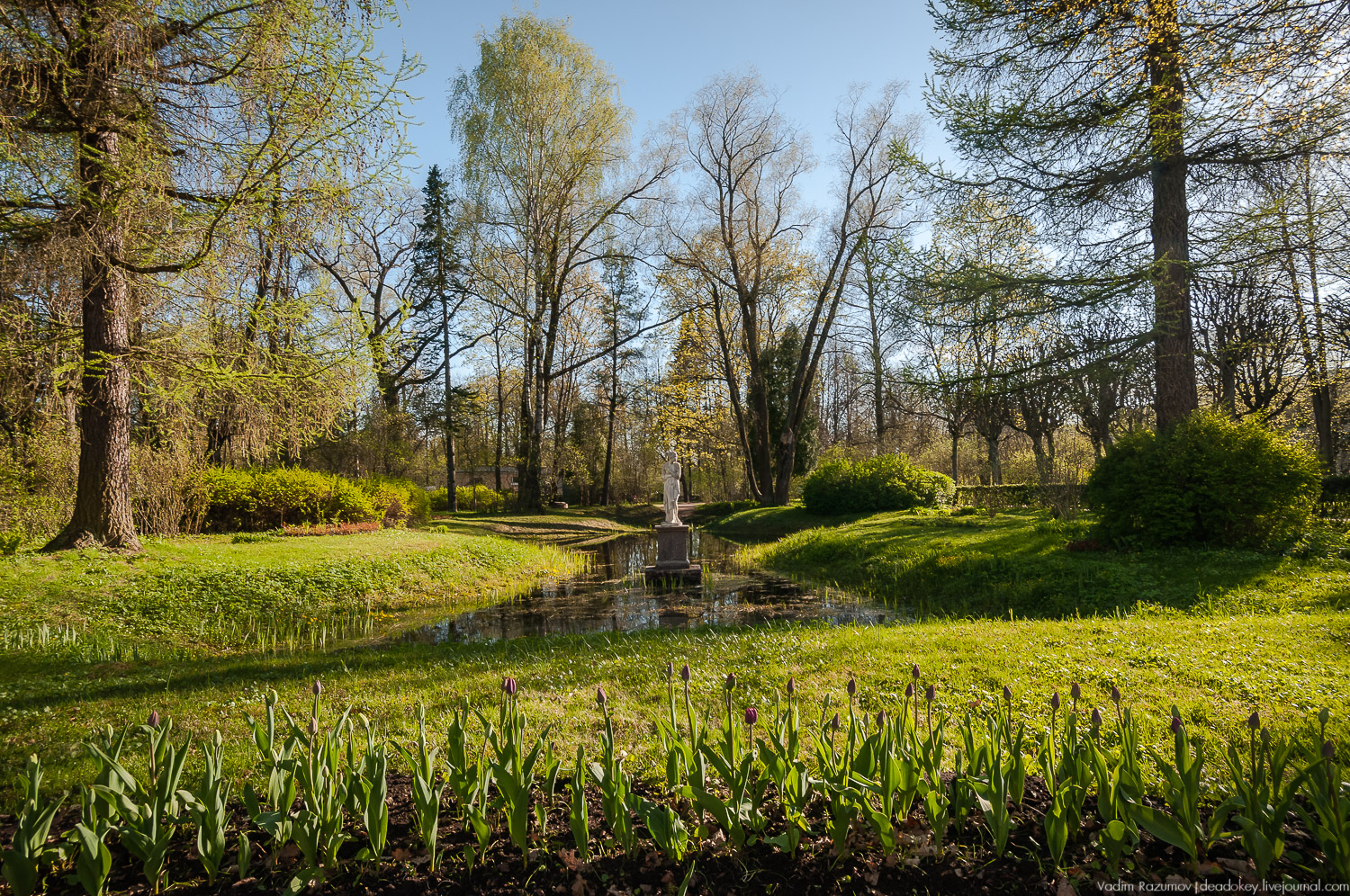Цветы в усадьбах, поздравление с 8 марта