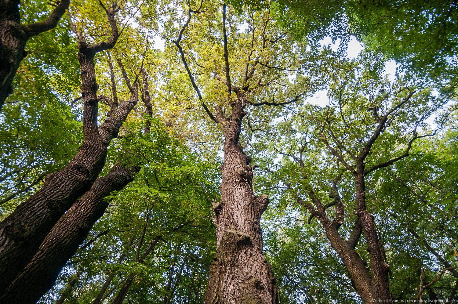 усадьба Даровое, Зарайский район, Ф.М. Достоевский