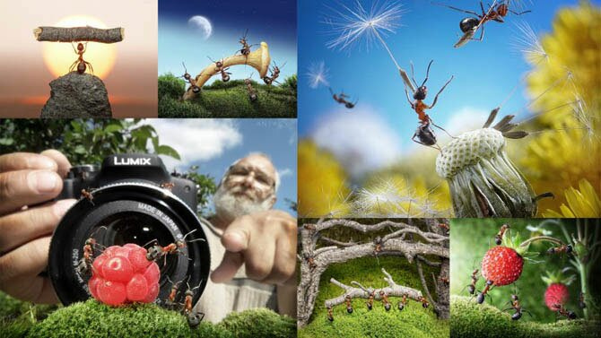 Муравьиные истории