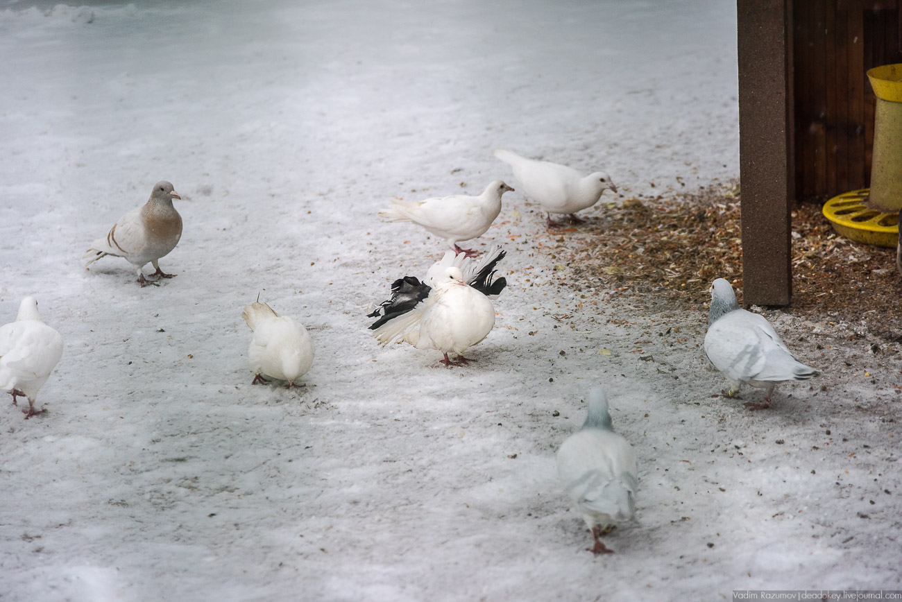 Усадьба Кусково зимой, 2018 год