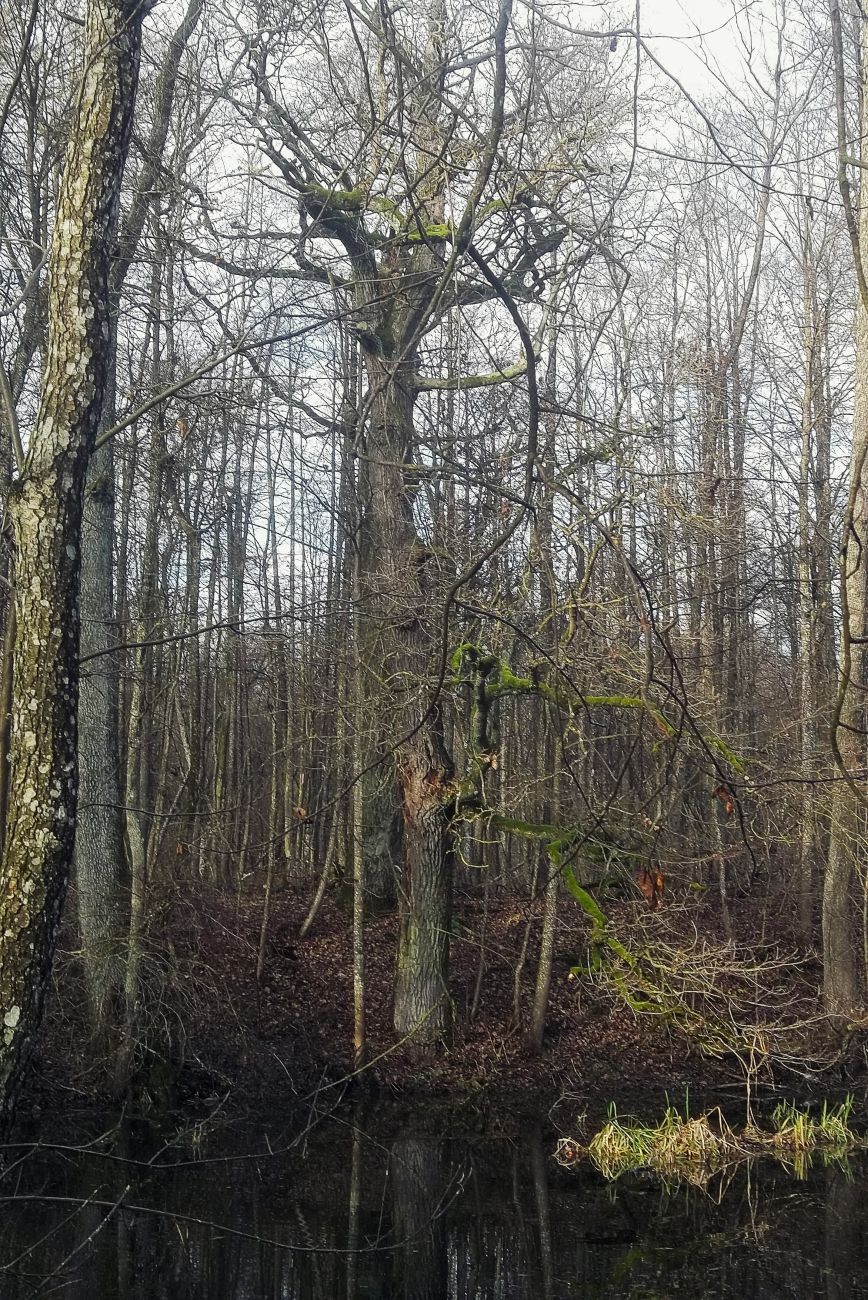 усадьба Кашубинцы