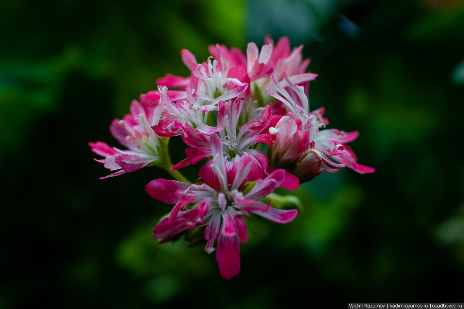 Пеларгония, герань, Вадим Разумов