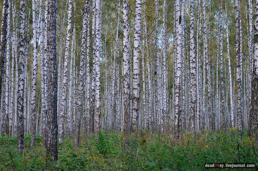 усадьба Ясная Поляна